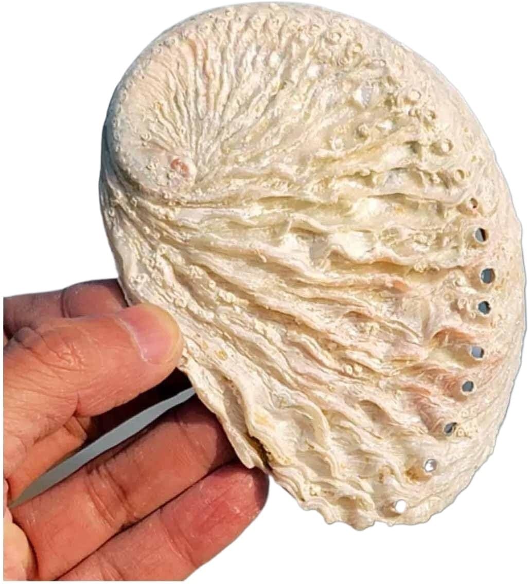 高瀬貝（タカセ貝）の貝殻（送料無料）（正規品） | 美ら海熱帯魚