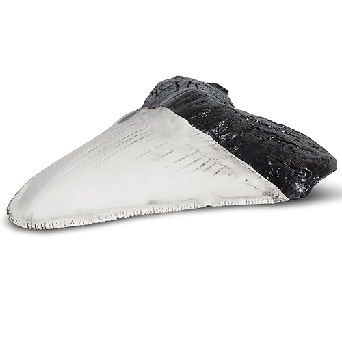 Miniatura 6 de Dientes fosilizados y garras de varios dinosaurios prehistóricos, dientes de tiburón megalodón y réplicas de alta fidelidad (diente de tiburón