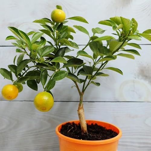 Calamansi Trees Live Plant, Calamondin Orange Tree Indoors Outdoor, Calamondin Orange Plant 12 to 16 Inches, Calamansi Plant Dwarf, Calamansi Live Plant Potted