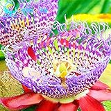 Loss Promotion! 20 Seeds Passion Fruit Seeds Passiflora Caerulea Fresh Fragrant Bloom Huge Flower Plants For Garden Rare Watch Pot seeds of change