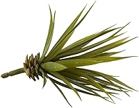 Vista 3 de Nearly Natural Mini planta suculenta de agave puntiaguda (juego de 12)