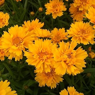 14 Border Flower Bed Ideas for Defined and Colorful Edging 127 Tickseed 'Early Sunrise', Golden/Double Yellow/Large-Flowered Tickseed (...