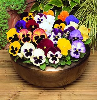 Pansy Mixed 12 Bedding Plants British Grown Garden Ready 2 x 6 Pack