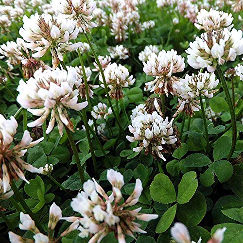 Ladino Clover Seed: Nitro-Coated, Inoculated - 5 Lbs #TOP2