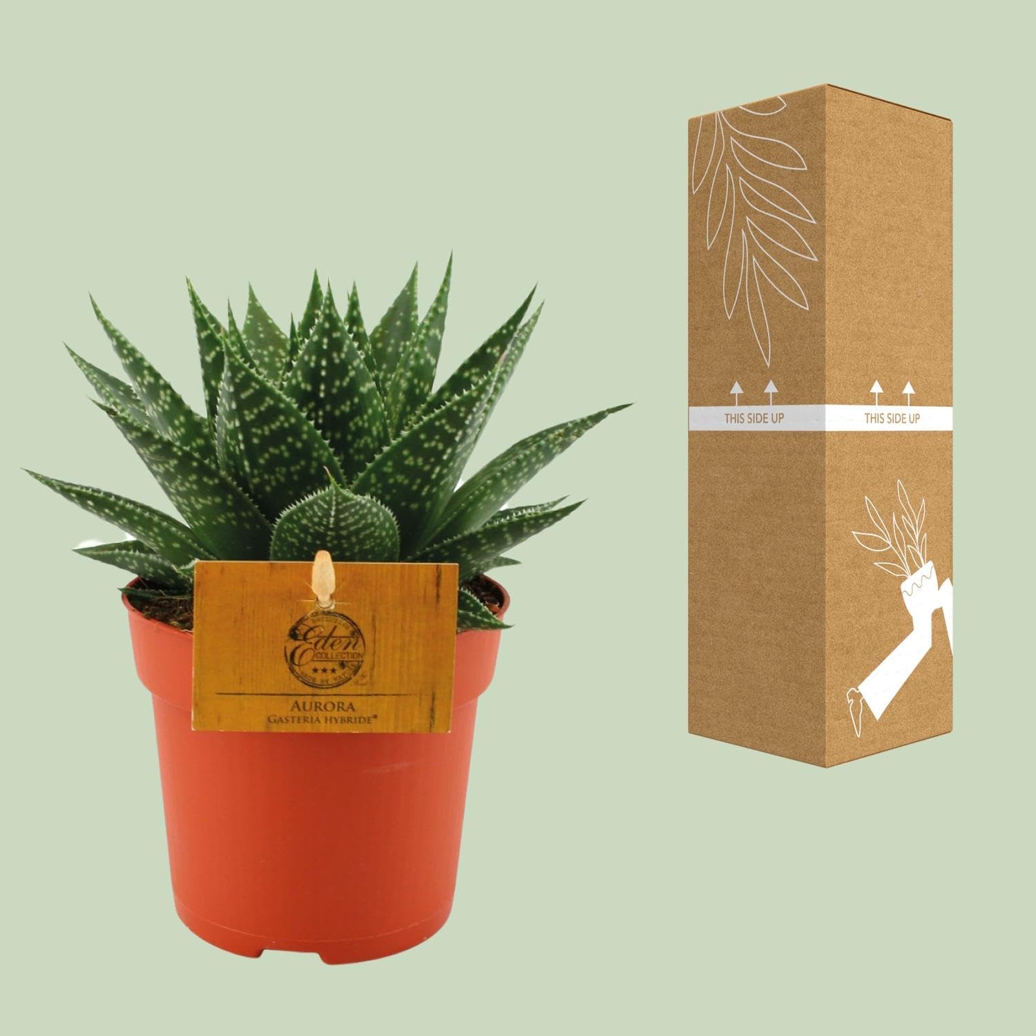 Pianta Gasteria Hybride Aurora da Interno, Vaso Ø 11 cm, Altezza 15 cm