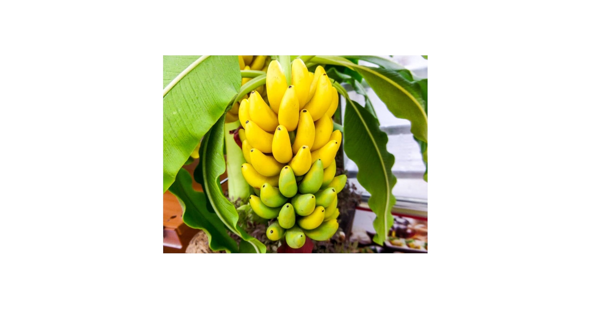 Pisang Telor (Kerinci) 小苗 希少バナナ苗 Pisang Telor (Kerinci Pisang Telor (Kerinci) 小苗 希少バナナ苗 Pisang Telor (Kerinci