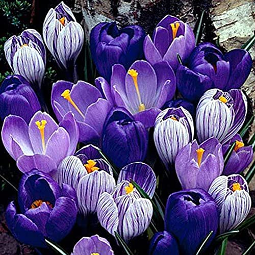 Graines de Safran – Graines de Crocus Sativus pour la Plantation, Graines Vivaces Non-OGM pour Jardin, Balcon ou Potager (150 pièces)