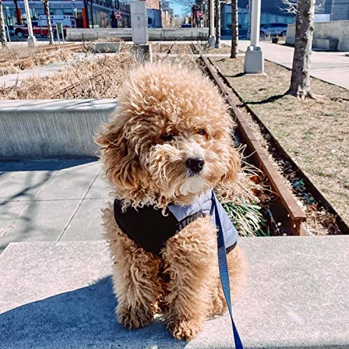 Image of Gooby Fashion Vest Dog Jacket, Gray, Small | Quilted bomber, water-resistant; Stretch knit bottom; Dual D-ring leash; Pain-free zipper guard; Warm