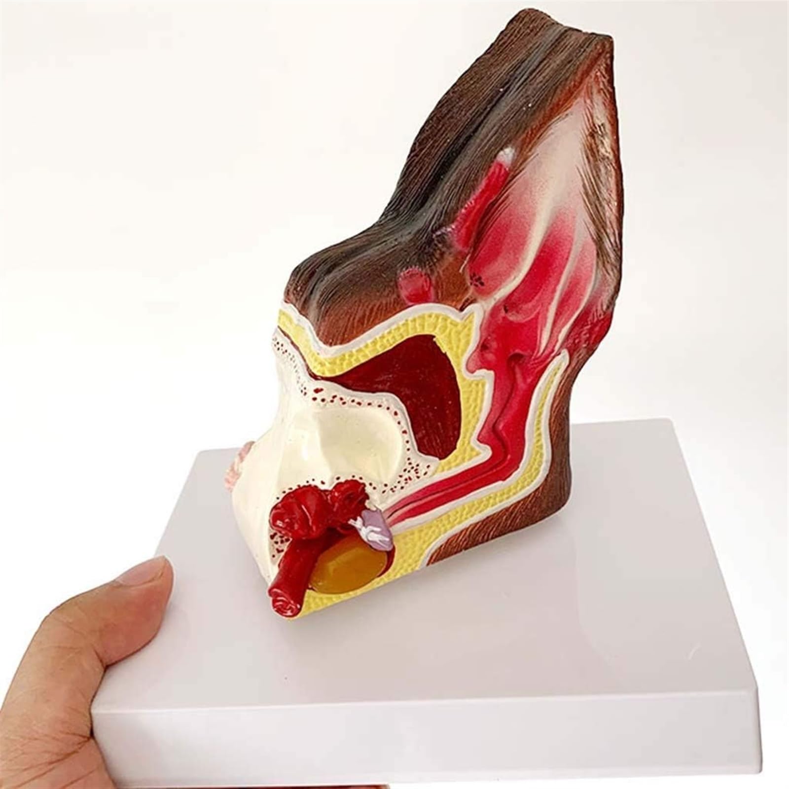 Modelo De Anatomía De Oreja De Perro Modelo De Anatomía De Estructura De Oreja De Perro Canidae - Modelo Anatómico De Oreja De Perro Canino - Modelo De Enseñanza De Equipos Veterinarios