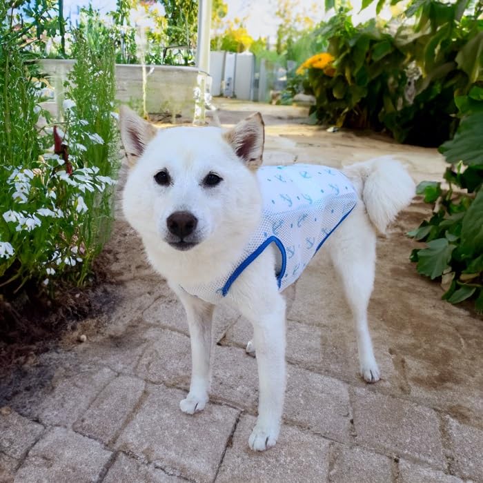 Amazon | 犬服 VERY 2024年発売 柔らかい保冷剤付き クールベスト
