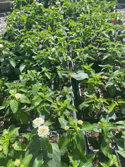 Miniatura 4 de Bandana White Lantana Camara Flowers- Plantas vivas en macetas de 3.5" (1)
