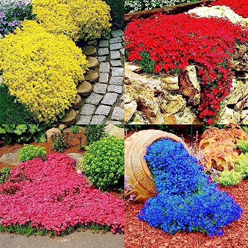 300 Pz Giardino Copertura del Terreno Tappeto Fiore Perenne Pianta Decor Rock Cress Semi Fiore Albero da Frutto Semi di Ortaggi Blu Semi di crescione