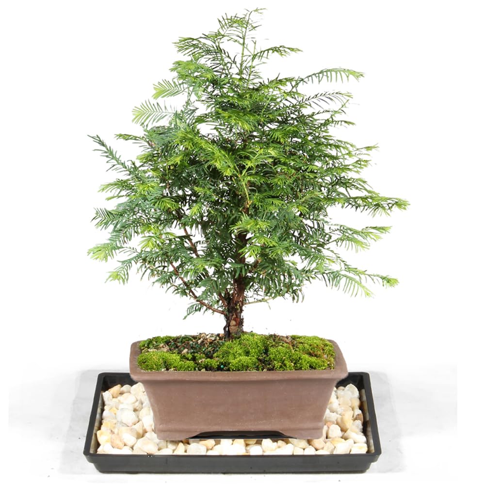 Brussel's Bonsai Dawn Redwood