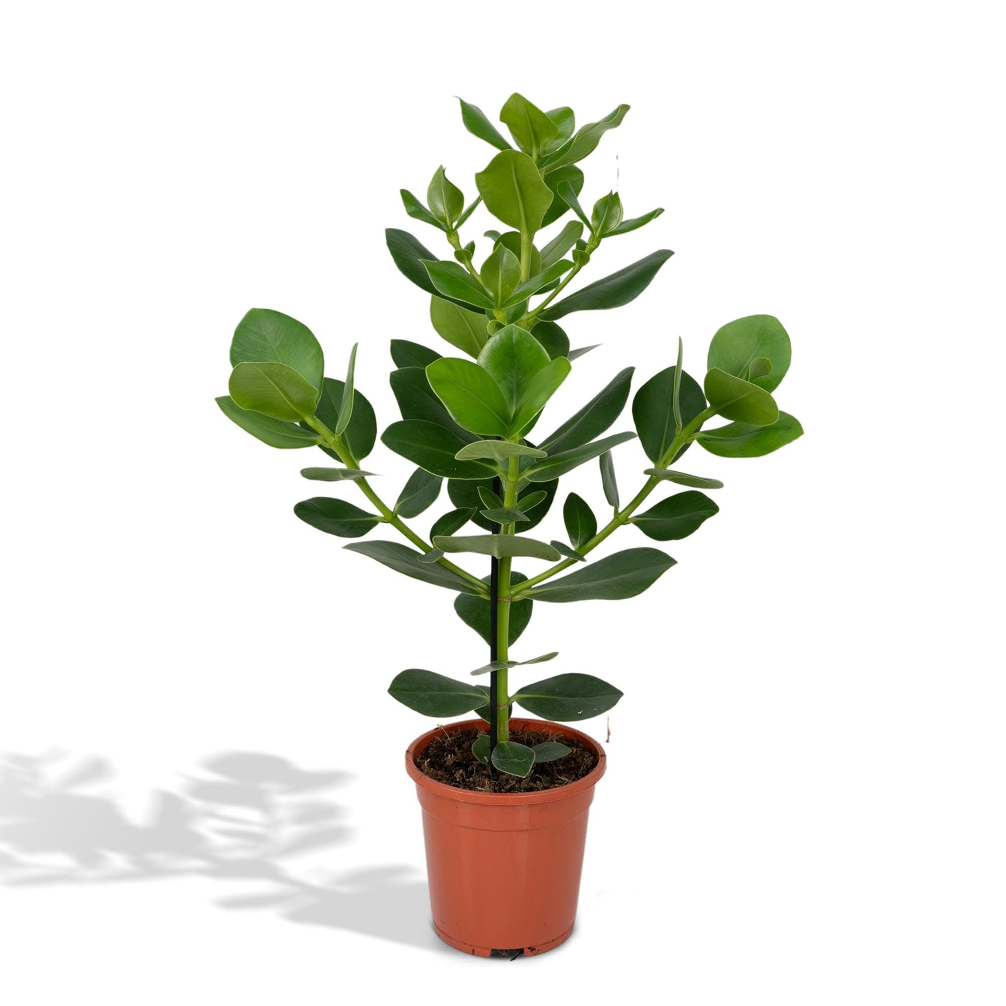 Clusia Rosea Princess zielona roślina do użytku wewnątrz i na zewnątrz, zielona, Ø 17 cm, 60 cm