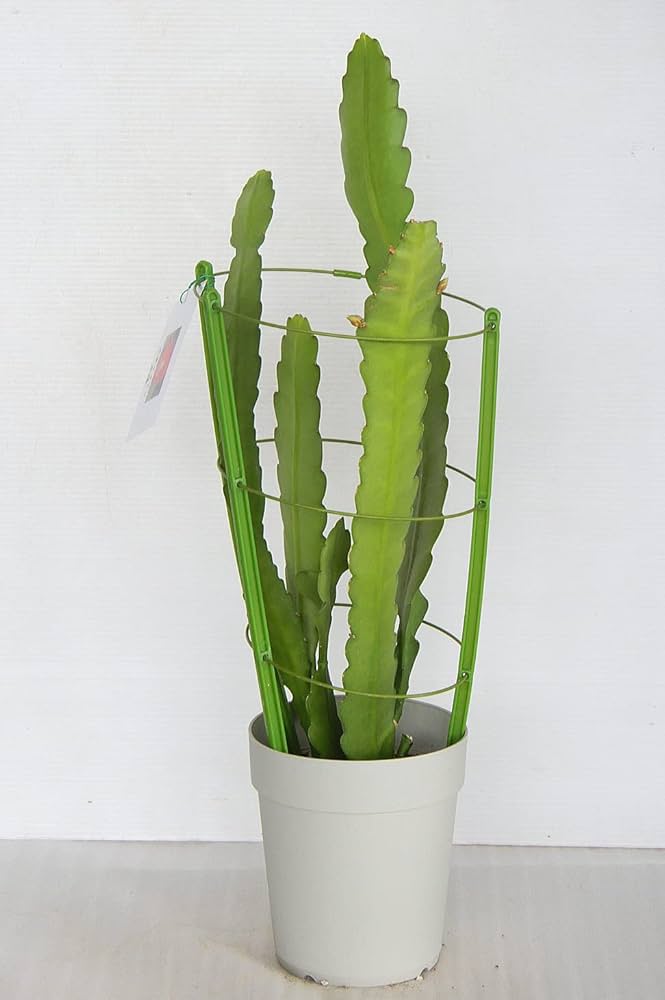 クジャクサボテン　変異種　大きめ クジャクサボテン 変異種 大きめ