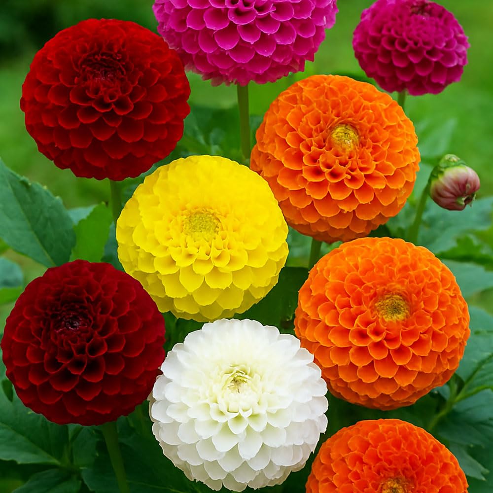 Dahlia Pompon Mix Seeds – Long Lasting, Tall Border Plants – Half Hardy Perennial – for Your Beautiful Garden