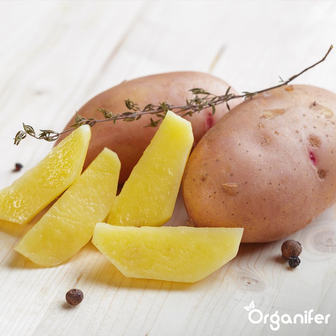 Patate Da Seme Biologiche Alouette A 28/35-500 Kg - Materiale Di Semina - Certificazione Skal Et Nak - Raccolta Dopo 90 Giorni - Resistenza Alle Malattie Contro Phytophthora - Organifer