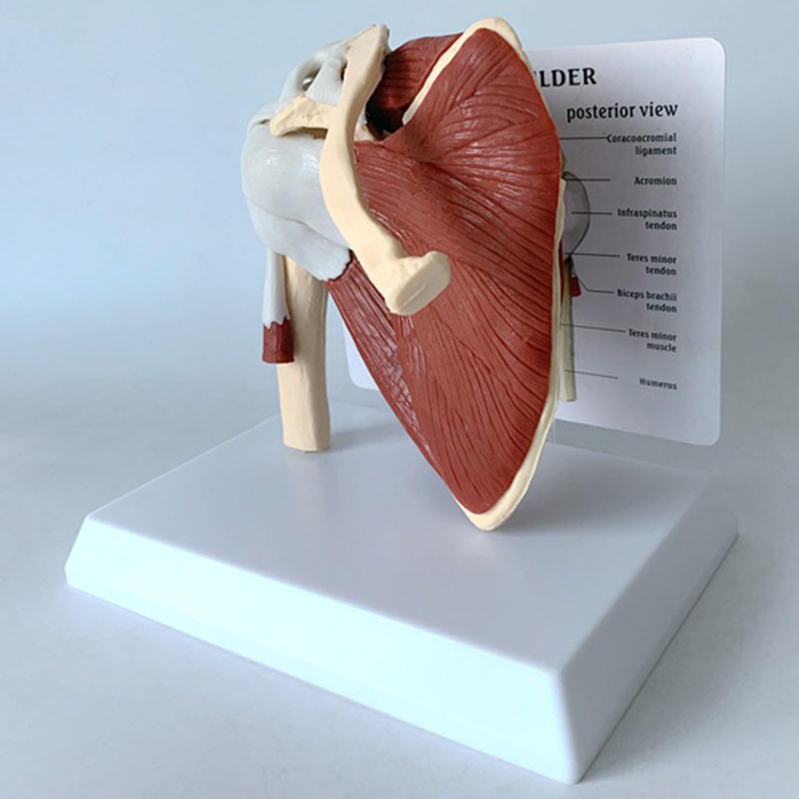 Model Ludzkiej Łupki Przyłączonej Do Mięśnia Klawiarki, Model Anatomii Szkieletu, Naukowo Precyzyjny Medyczny Materiał Dydaktyczny