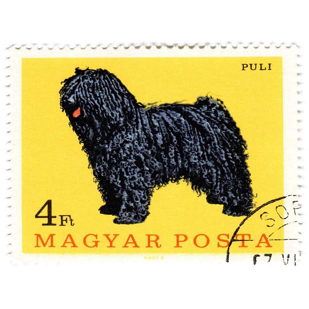 Wee Blue Coo Postage Stamp Hungary Sheep Dog Art Print Poster Wall Decor 12X16 Inch