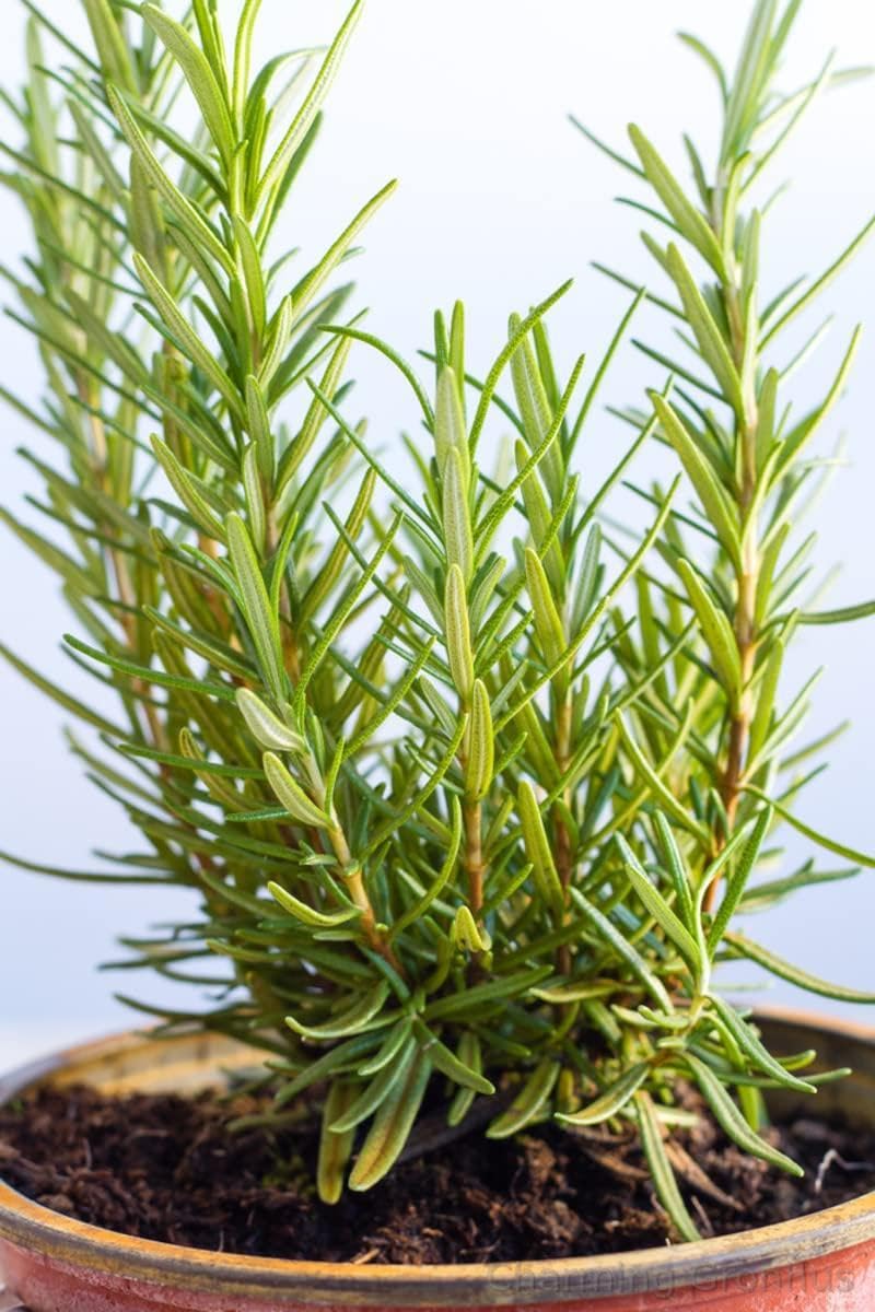 Charming Gronhus Fresh Rosemary Herb plant Organic (Hybrid) Rosemary Plant Best For Your Home Gardening & Planting (Pack Of 1 Plant) (B0CLJP6KQP) Amazon Price History, Amazon Price Tracker