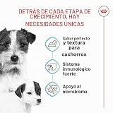 Ver la foto 2