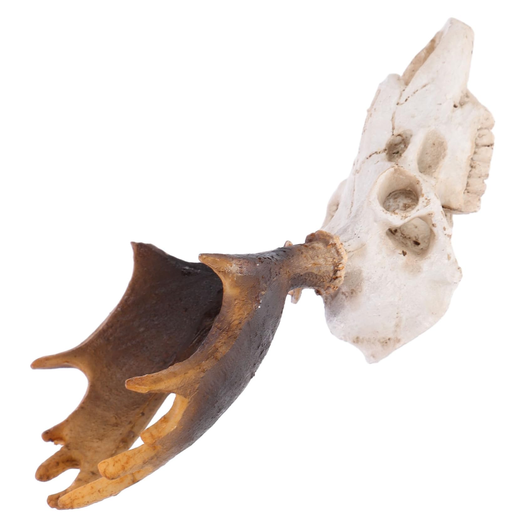 POPETPOP 5 Pz Decorazione Dell'habitat Animali Ornamento Della Caverna Del Rettile Acquario Per Rettili. Pelle Di Teschio Di Cervo Nascondiglio Per Rettili Nascondiglio Dei Rettili Resina