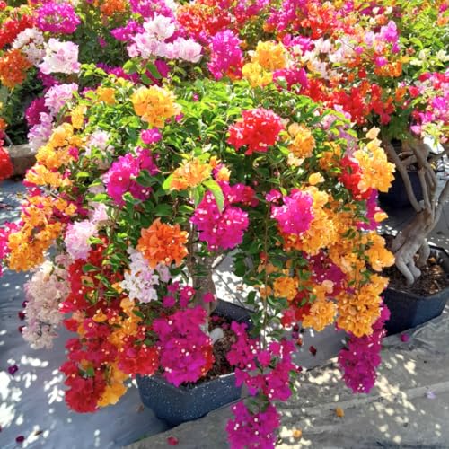 Sets of 3 Bougainvillea Plants, 5-9