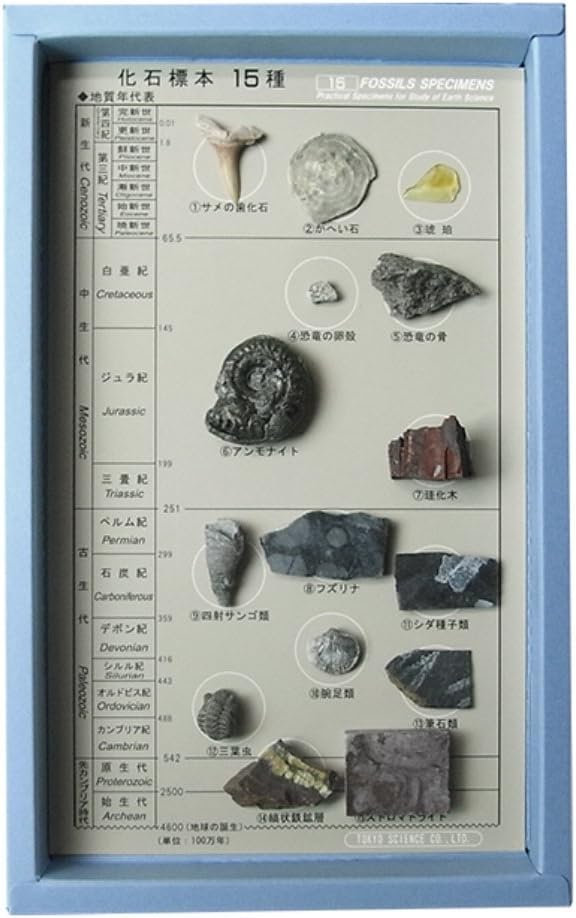 15 Species Fossil Specimen (Japan Import)