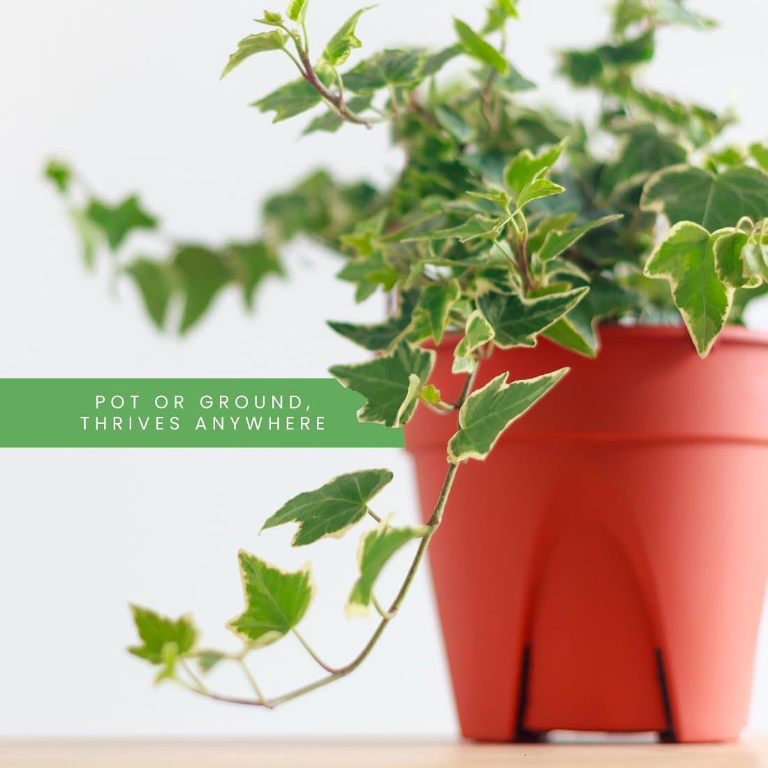 Amazon.com : American Plant Exchange English Ivy Bundle, 2