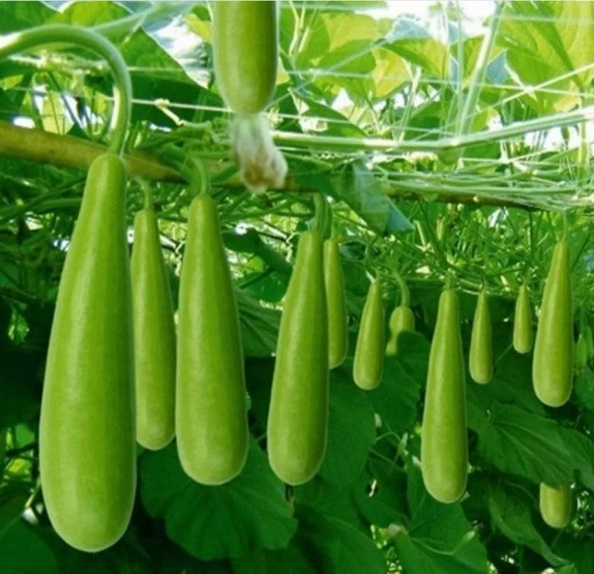 SREE Bottle Gourd/Lauki Long Seeds/Ghiya/Doodhi - Desi Seeds 50 seeds in this packet (B0CWPL27SR) Amazon Price History, Amazon Price Tracker