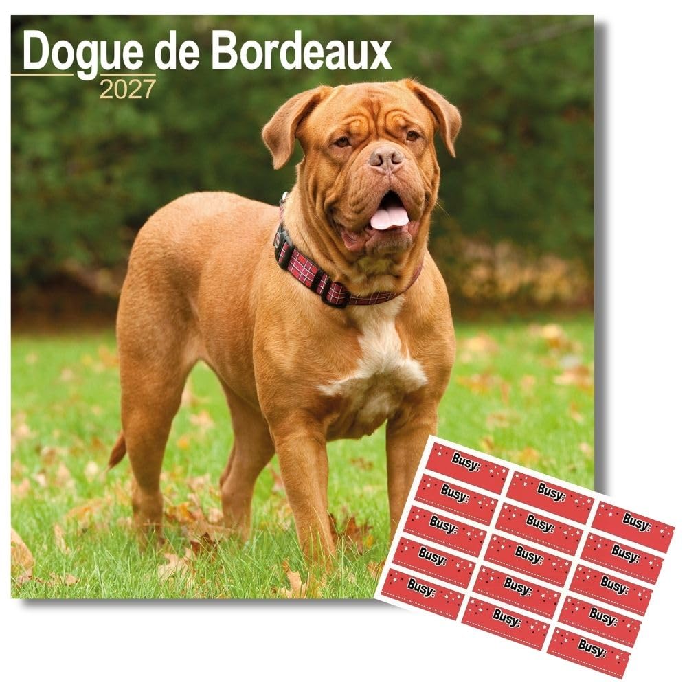 Avonside Dogue de Bordeaux 2027 Calendar with Organisational Stickers