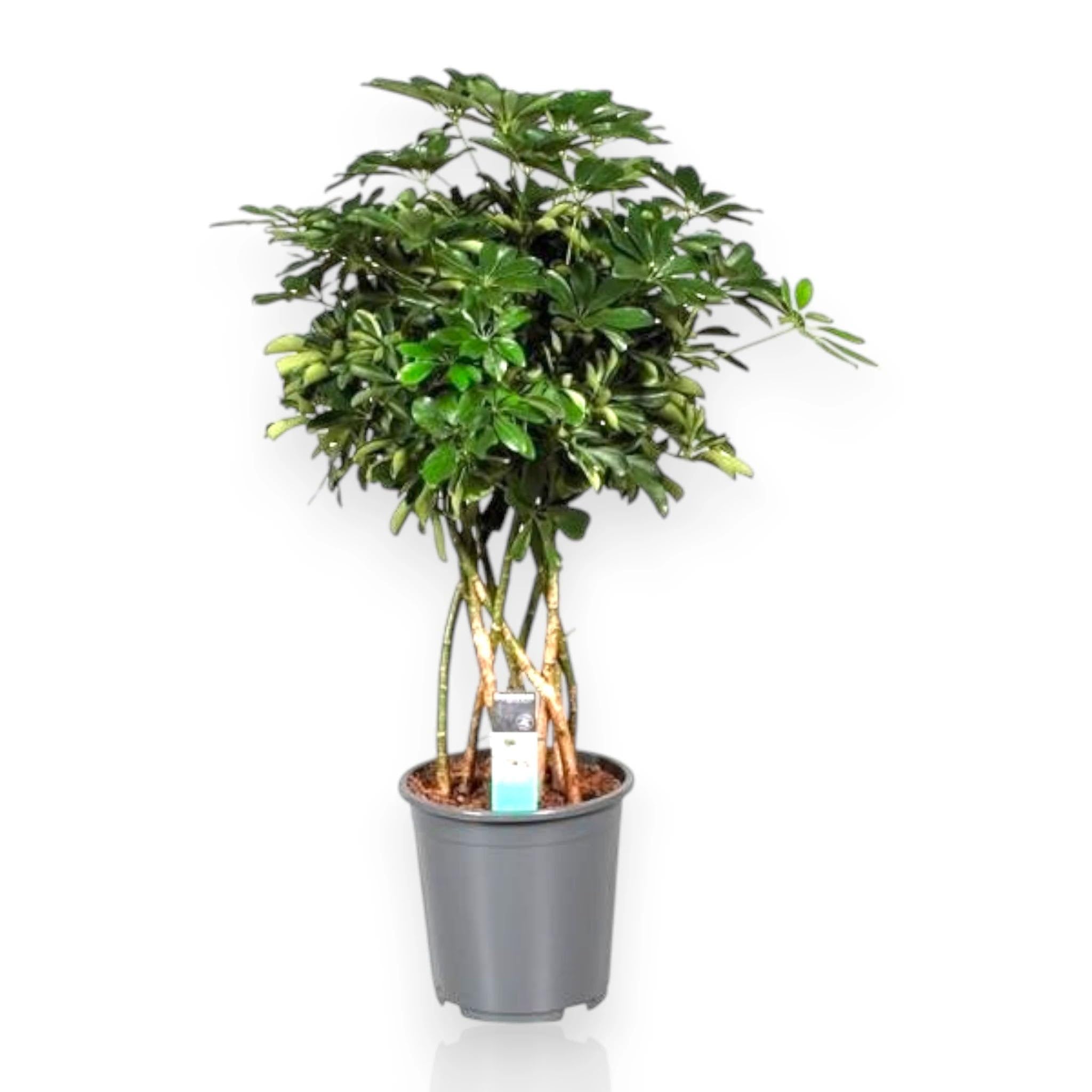 Schefflera arboricola 'Compacta' - Pianta Ornamentale da Interno, Verde, Altezza 120 cm, Vaso 27
