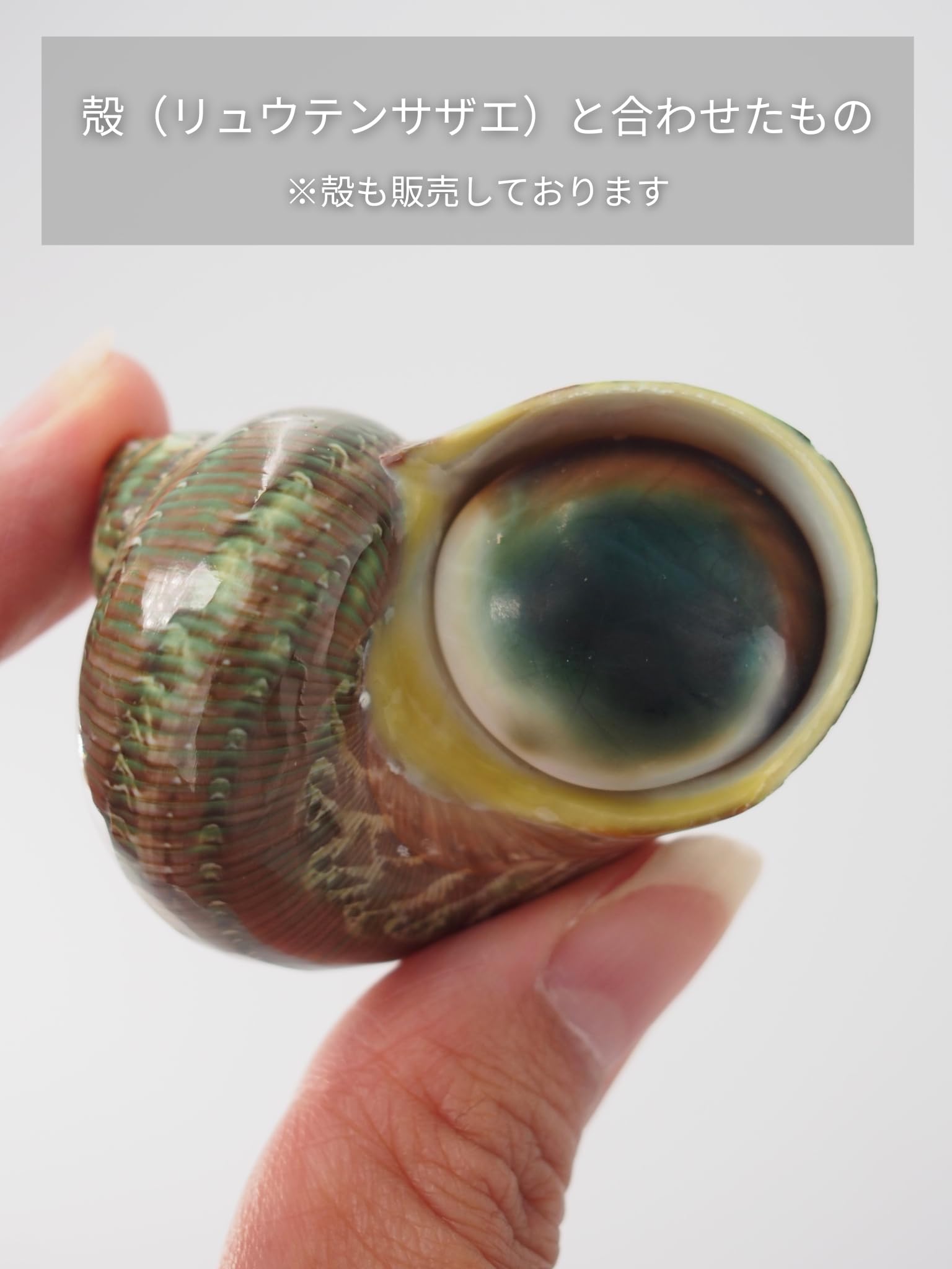 貝殻 標本 レア ニチリンサザエ 蓋付き 【公式通販】