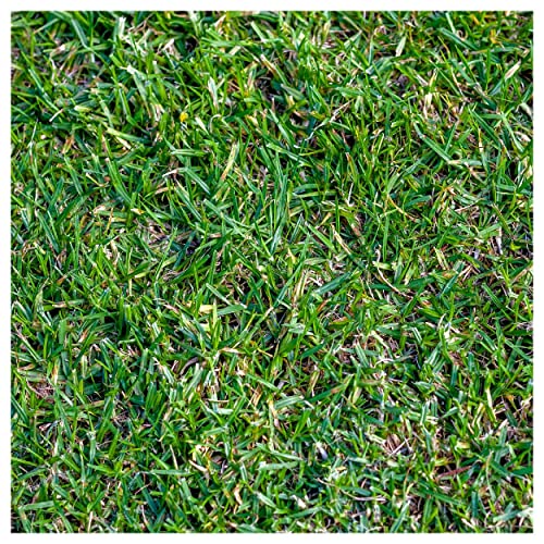 Everwilde Farms - 1 Lb Buffalo Grass Native Grass Seeds - Gold Vault