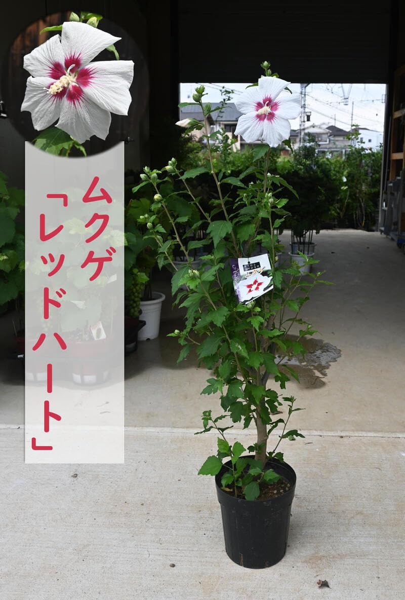 Amazon.co.jp: むくげ 槿苗レッドハート ムクゲ苗 高さ80センチ : DIY
