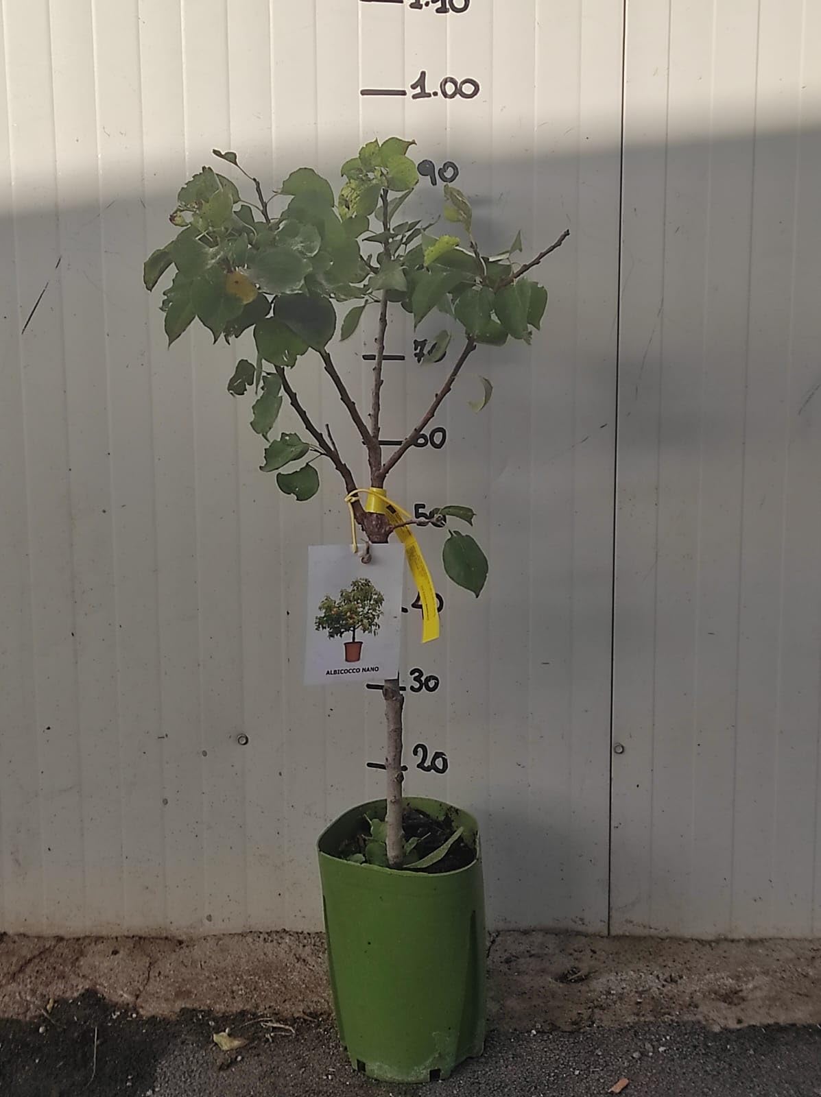 Albicocco Nano Da Vaso - Pianta Da Frutto Vera Per Giardino E Balcone