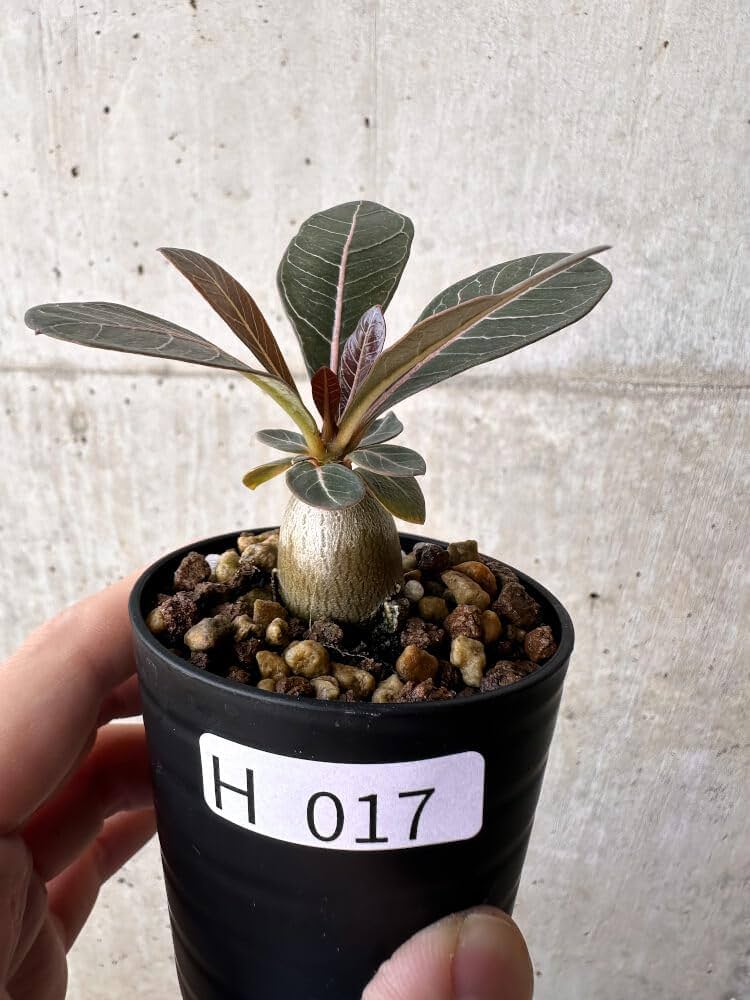 Amazon｜【現品限り】アデニウム・ソコトラナム 実生【H17】 Adenium