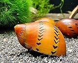 Top Quality TIGER NERITE SNAILS from Aquatic Discounts! TIGER NERITE SNAILS are excellent addition to every freshwater tank, constantly scraping unwanted algae from glass, rocks, driftwood and decorations. BUY2GET1 ! TIGER NERITE SNAILS are great com...
