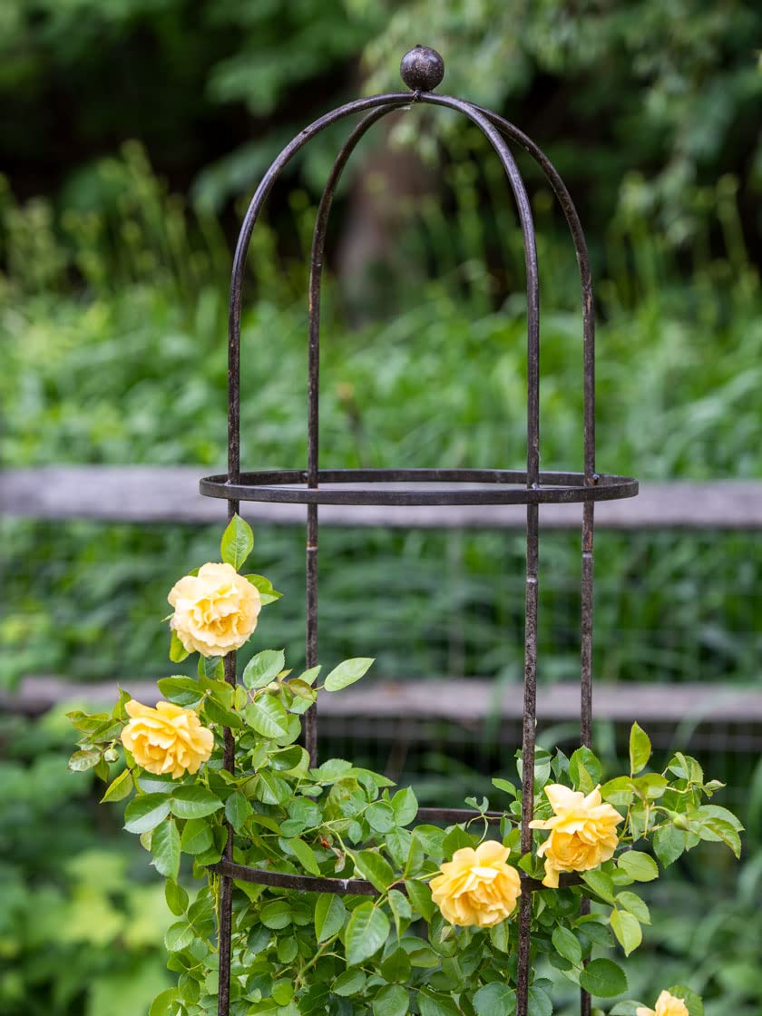 Free Standing Climbing Rose Trellis ubicaciondepersonas.cdmx.gob.mx