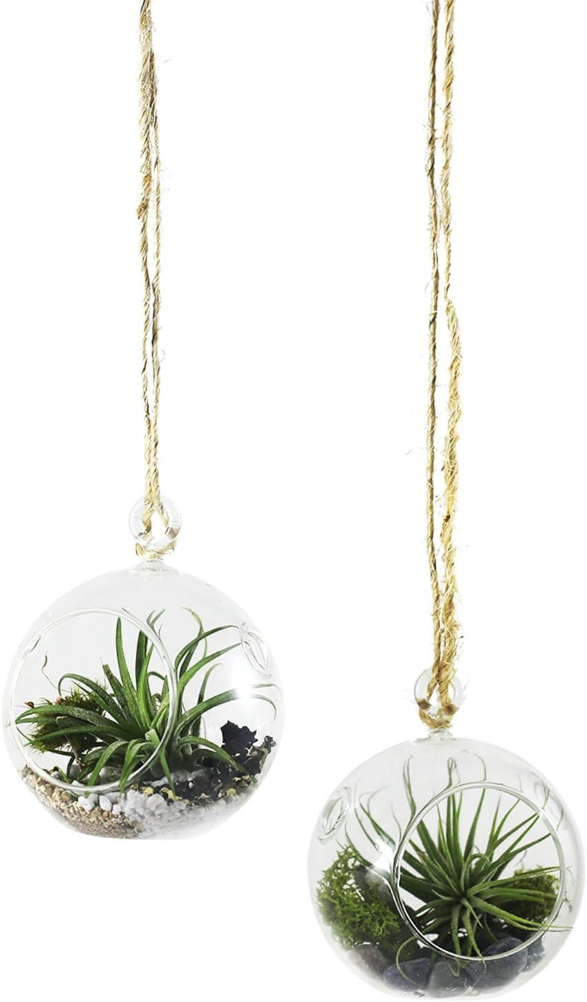 Mini Hanging Air Plant Kit