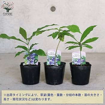 希少大苗♥　ペトレア　ウォルビリス　 サンドペーパーバイン パープルリース 希少な大苗♥ ペトレア・ヴォルビリス サンドペーパーバイン