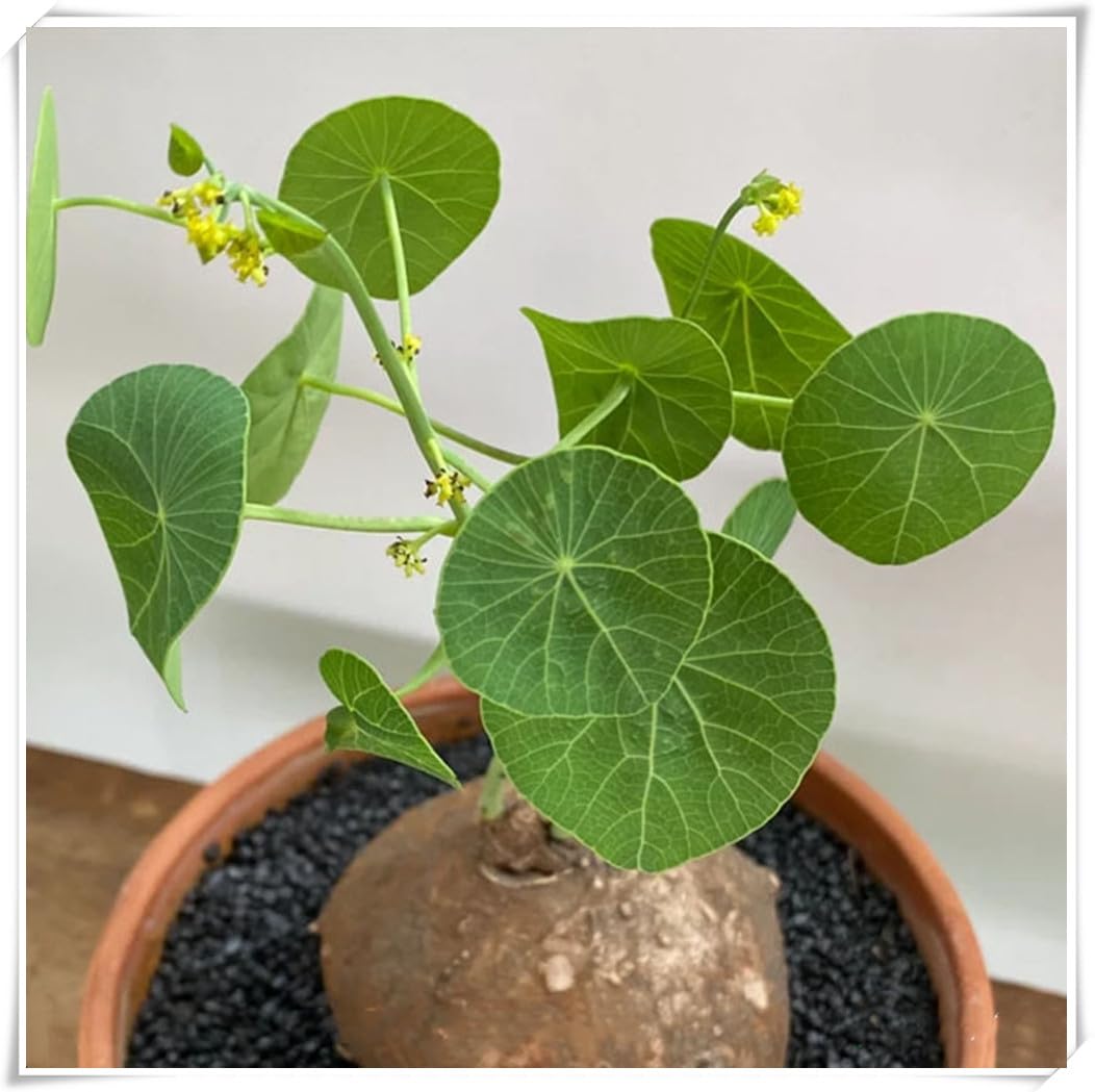 Flowering Rhizome, Stephania erecta Bulb, Excellent Display,Stephania erecta Plant-1 Bulb-B