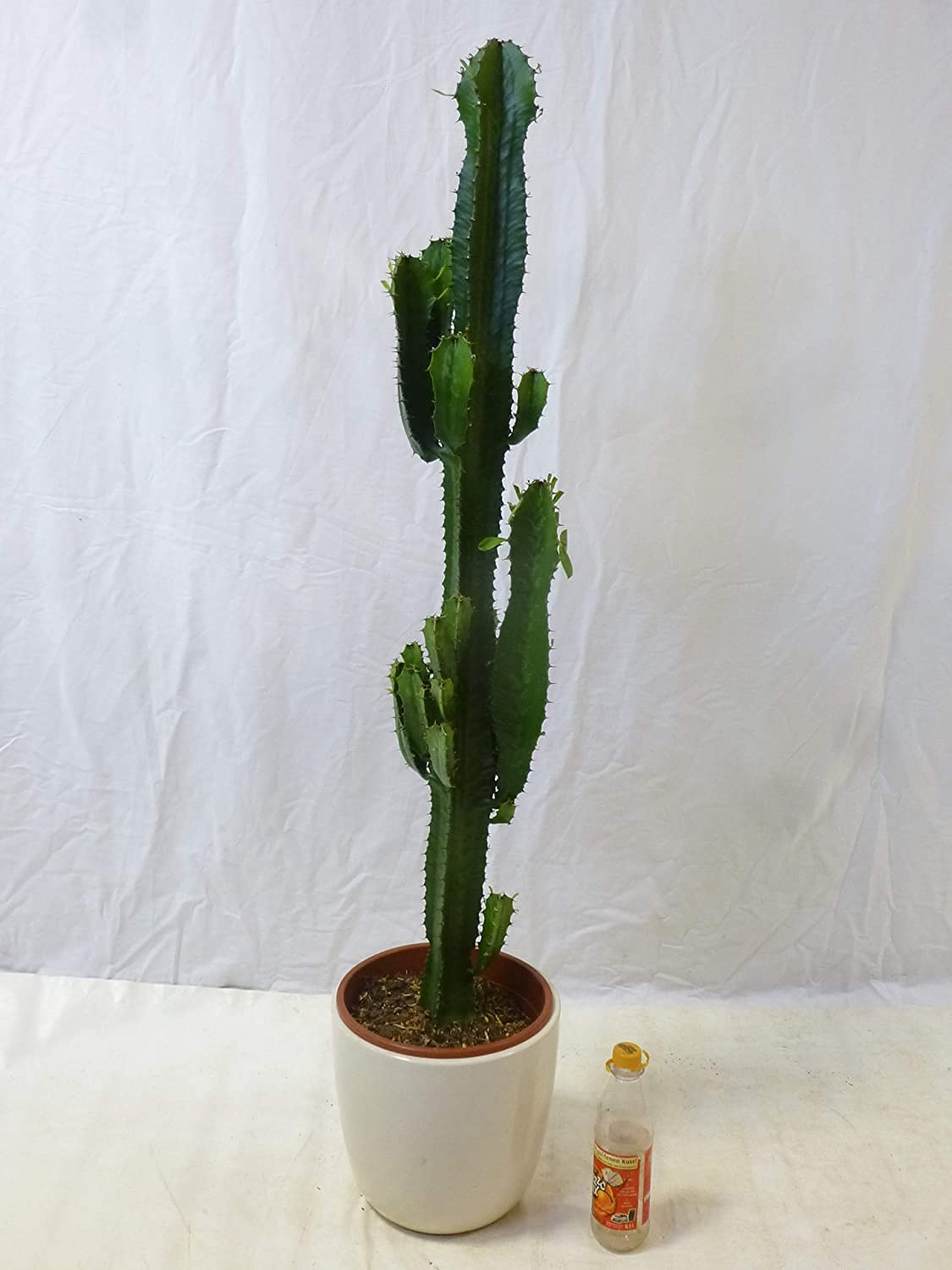 Palmenlager] XXL Euphorbia Acrurensis 100/110 cm - Topf 24 cm  -  Westernkaktus - Zimmerkaktus - Kaktus : Amazon.de: Garten