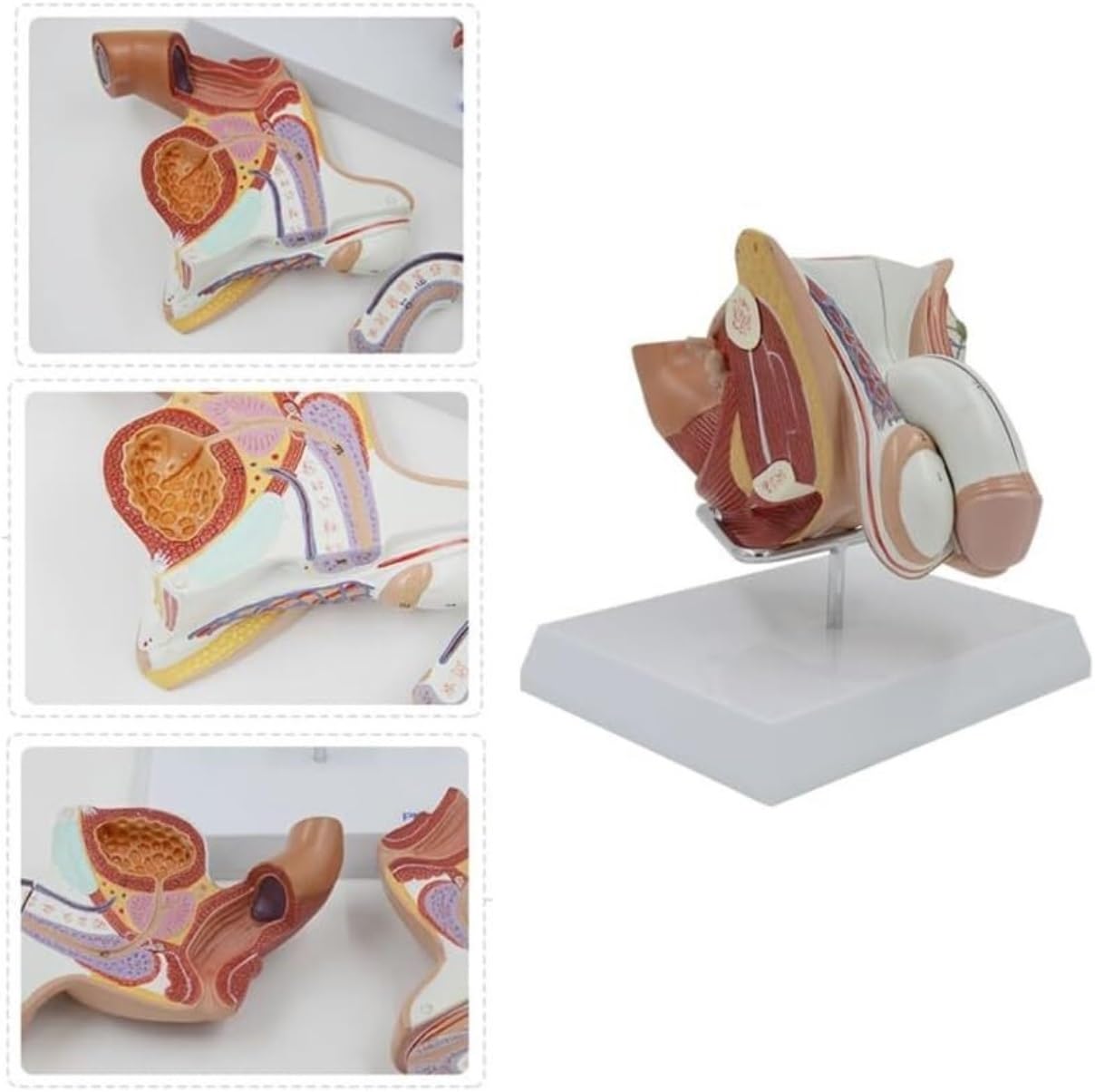 Human Modèle Modèle D'anatomie Structurelle du Système Génito-urinaire Masculin Humain, Médical pour La Formation, Outil Pédagogique Humaines Anatomie