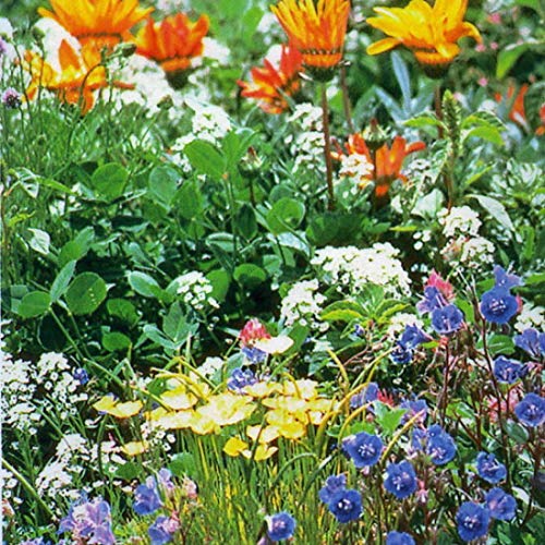 Amazon.co.jp: ワイルドフラワー 種子 ハイドロカラーミックス 15ml