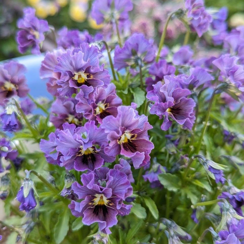 Amazon.co.jp: ビオラ 種 マイガール 青 10粒 パンジー 花 植物 鉢 苗