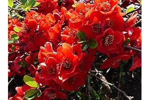 Double Take® Scarlet Quince
