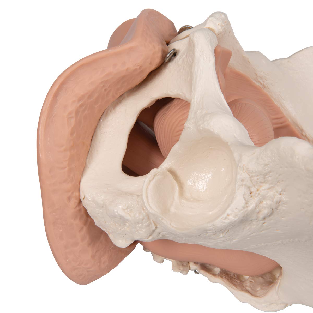 3B Scientific® Pelvis Femenina con Órganos Genitales – Modelo Anatómico Humano de 3 Partes a Tamaño Real + Smart Anatomy App (Garantía de 5 Años)