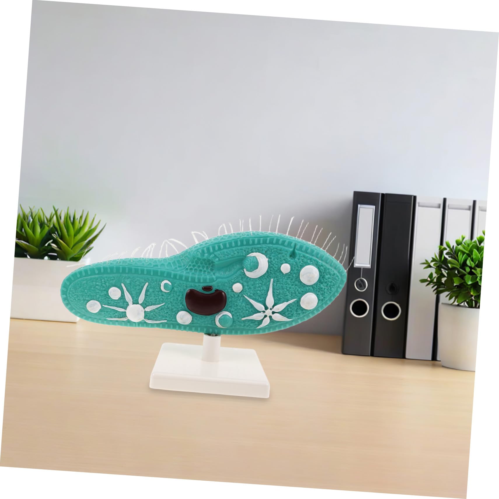 Toyvian Riproduzione di Paramecio per Istruzione Scientifica Strumento di Biologia per Insegnanti Scolastici Campione Biologico per Studio di Biologia