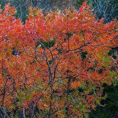 Semi Flameleaf Sumac Tree (Schmaltzia copallinum) 40 + Semi